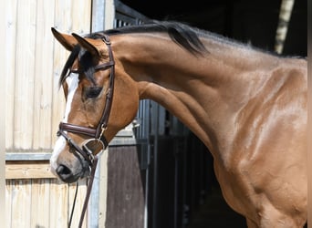 KWPN, Ruin, 5 Jaar, 168 cm, Bruin