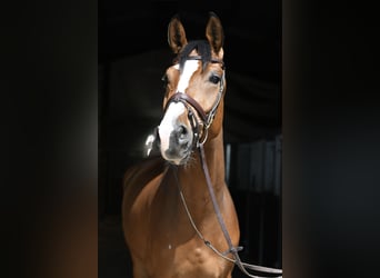 KWPN, Ruin, 5 Jaar, 168 cm, Bruin