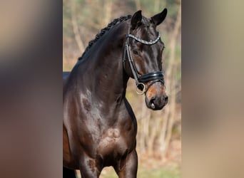 KWPN, Ruin, 5 Jaar, 168 cm, Donkerbruin