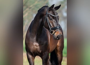 KWPN, Ruin, 5 Jaar, 168 cm, Donkerbruin