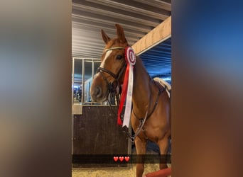 KWPN, Ruin, 5 Jaar, 168 cm, Donkere-vos