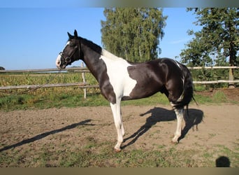 KWPN, Ruin, 5 Jaar, 168 cm, Gevlekt-paard