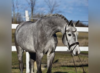 KWPN, Ruin, 5 Jaar, 168 cm, Schimmel