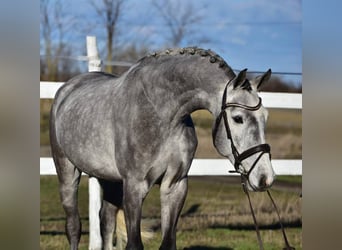 KWPN, Ruin, 5 Jaar, 168 cm, Schimmel