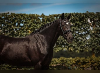 KWPN, Ruin, 5 Jaar, 168 cm, Zwart