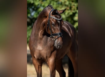KWPN, Ruin, 5 Jaar, 169 cm, Bruin