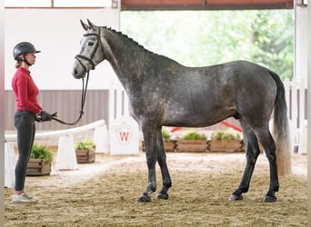 KWPN, Ruin, 5 Jaar, 169 cm, Schimmel
