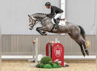 KWPN, Ruin, 5 Jaar, 169 cm, Schimmel