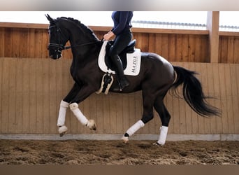KWPN, Ruin, 5 Jaar, 169 cm, Zwart