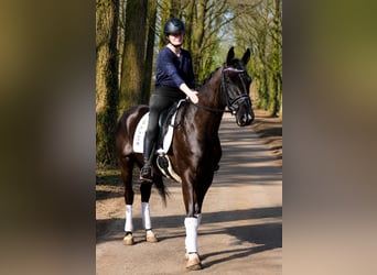KWPN, Ruin, 5 Jaar, 169 cm, Zwart
