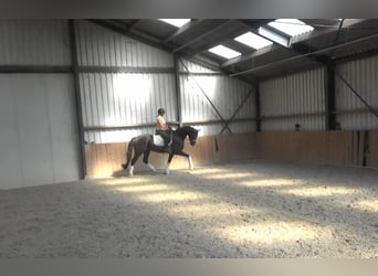 KWPN, Ruin, 5 Jaar, 169 cm, Zwart