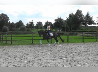 KWPN, Ruin, 5 Jaar, 169 cm, Zwart