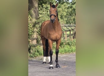 KWPN, Ruin, 5 Jaar, 170 cm, Bruin