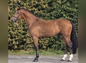 KWPN, Ruin, 5 Jaar, 170 cm, Bruin