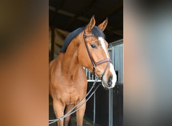 KWPN, Ruin, 5 Jaar, 170 cm, Bruin