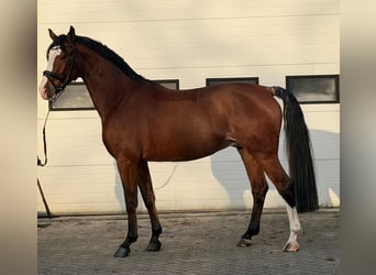 KWPN, Ruin, 5 Jaar, 170 cm, Bruin