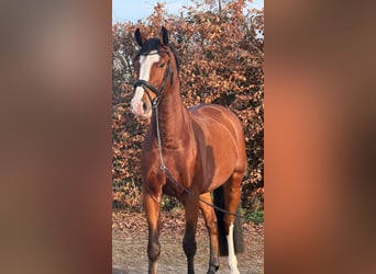 KWPN, Ruin, 5 Jaar, 170 cm, Bruin