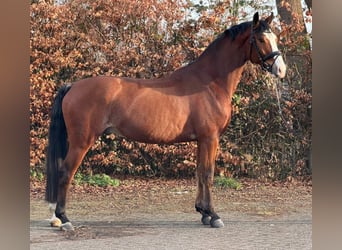 KWPN, Ruin, 5 Jaar, 170 cm, Bruin