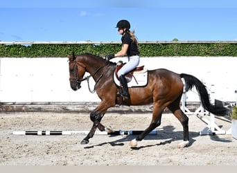 KWPN, Ruin, 5 Jaar, 170 cm, Bruin