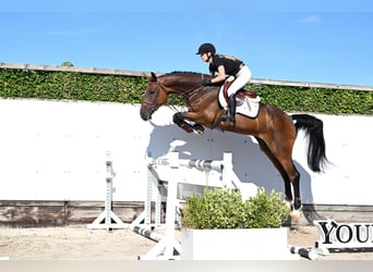 KWPN, Ruin, 5 Jaar, 170 cm, Bruin