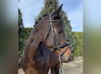 KWPN, Ruin, 5 Jaar, 170 cm, Donkerbruin