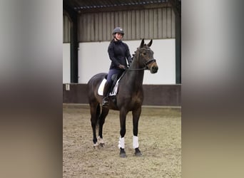 KWPN, Ruin, 5 Jaar, 170 cm, Donkerbruin