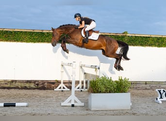 KWPN, Ruin, 5 Jaar, 170 cm, Donkerbruin