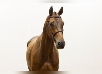 KWPN, Ruin, 5 Jaar, 170 cm, Donkerbruin