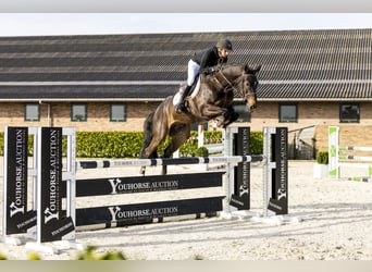 KWPN, Ruin, 5 Jaar, 170 cm, Donkerbruin