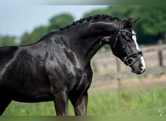 KWPN, Ruin, 5 Jaar, 170 cm, Zwart