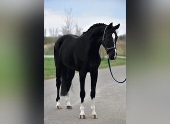 KWPN, Ruin, 5 Jaar, 170 cm, Zwart