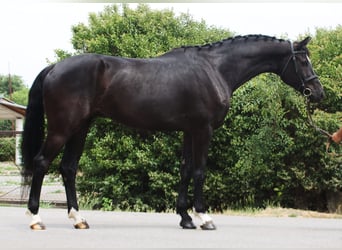 KWPN, Ruin, 5 Jaar, 170 cm, Zwart