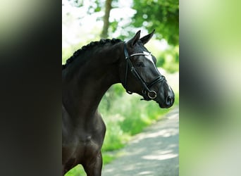 KWPN, Ruin, 5 Jaar, 170 cm, Zwart