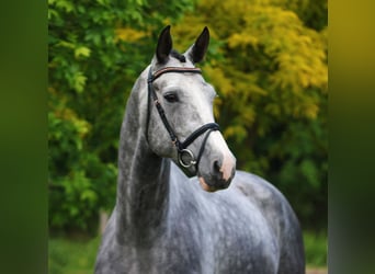 KWPN, Ruin, 5 Jaar, 171 cm, Appelschimmel