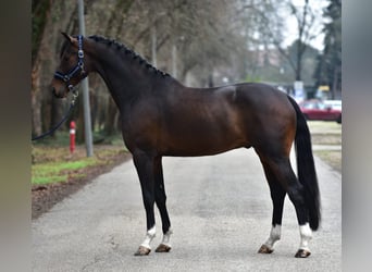 KWPN, Ruin, 5 Jaar, 171 cm, Donkerbruin
