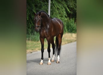 KWPN, Ruin, 5 Jaar, 171 cm, Donkerbruin