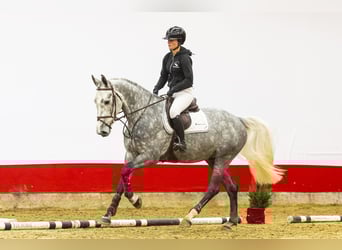 KWPN, Ruin, 5 Jaar, 171 cm