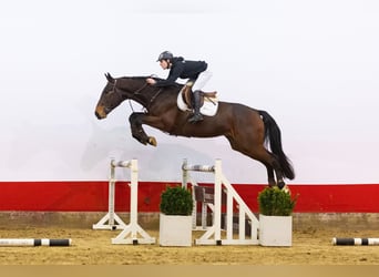 KWPN, Ruin, 5 Jaar, 171 cm