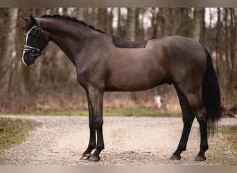 KWPN, Ruin, 5 Jaar, 171 cm, Zwart