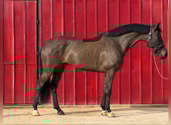 KWPN, Ruin, 5 Jaar, 172 cm, Bruin