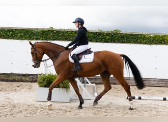 KWPN, Ruin, 5 Jaar, 172 cm, Bruin KWPN, Ruin, 5 Jaar, 172 cm, Bruin