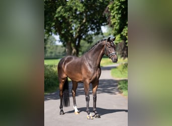 KWPN, Ruin, 5 Jaar, 172 cm, Donkerbruin