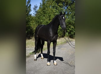 KWPN, Ruin, 5 Jaar, 172 cm, Donkerbruin