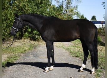 KWPN, Ruin, 5 Jaar, 172 cm, Donkerbruin