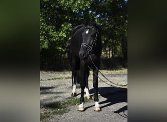 KWPN, Ruin, 5 Jaar, 172 cm, Donkerbruin
