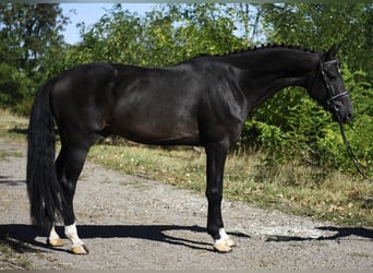 KWPN, Ruin, 5 Jaar, 172 cm, Donkerbruin