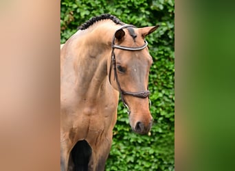 KWPN, Ruin, 5 Jaar, 172 cm, Donkerbruin