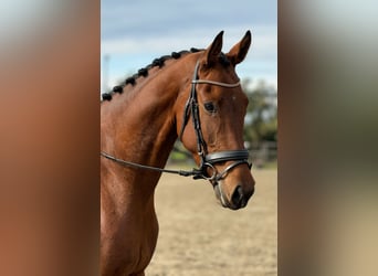 KWPN, Ruin, 5 Jaar, 173 cm, Bruin