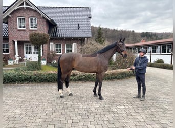 KWPN, Ruin, 5 Jaar, 173 cm, Bruin