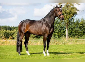 KWPN, Ruin, 5 Jaar, 173 cm, Donkerbruin